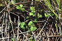 BUITEN BEELD Foto: 442249