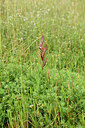 BUITEN BEELD Foto: 442250