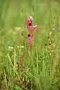BUITEN BEELD Foto: 442254