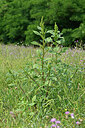 BUITEN BEELD Foto: 442259