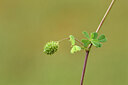 BUITEN BEELD Foto: 442262