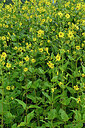 BUITEN BEELD Foto: 442266