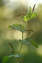 BUITEN BEELD Foto: 442267