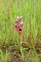 BUITEN BEELD Foto: 442286