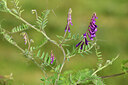 BUITEN BEELD Foto: 442297