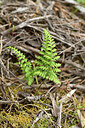 BUITEN BEELD Foto: 442298