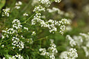 BUITEN BEELD Foto: 442299