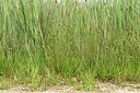 BUITEN BEELD Foto: 442302