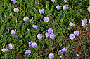 BUITEN BEELD Foto: 442303