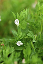 BUITEN BEELD Foto: 442304