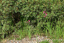 BUITEN BEELD Foto: 442305