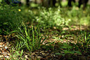 BUITEN BEELD Foto: 442316