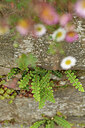 BUITEN BEELD Foto: 442320