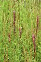 BUITEN BEELD Foto: 442330