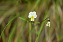 BUITEN BEELD Foto: 442344