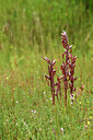 BUITEN BEELD Foto: 442345