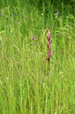 BUITEN BEELD Foto: 442347