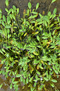BUITEN BEELD Foto: 442355