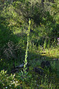 BUITEN BEELD Foto: 442356