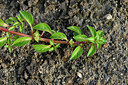 BUITEN BEELD Foto: 442364