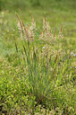 BUITEN BEELD Foto: 442365
