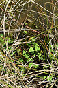 BUITEN BEELD Foto: 442386