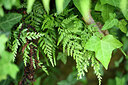 BUITEN BEELD Foto: 442387