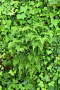 BUITEN BEELD Foto: 442404