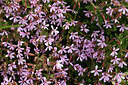 BUITEN BEELD Foto: 442408