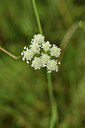 BUITEN BEELD Foto: 442416