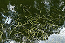 BUITEN BEELD Foto: 442424