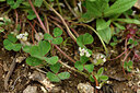 BUITEN BEELD Foto: 442436