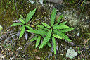 BUITEN BEELD Foto: 442440