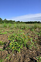 BUITEN BEELD Foto: 442451