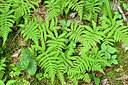BUITEN BEELD Foto: 442458