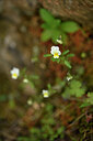 BUITEN BEELD Foto: 442462