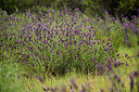 BUITEN BEELD Foto: 442467