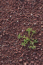 BUITEN BEELD Foto: 442478