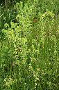 BUITEN BEELD Foto: 442482