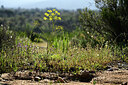 BUITEN BEELD Foto: 442485