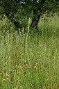 BUITEN BEELD Foto: 442505