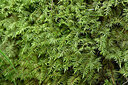 BUITEN BEELD Foto: 442516