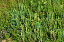 BUITEN BEELD Foto: 442528