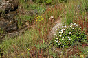 BUITEN BEELD Foto: 442542