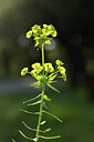 BUITEN BEELD Foto: 442556