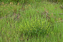 BUITEN BEELD Foto: 442558