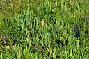 BUITEN BEELD Foto: 442568