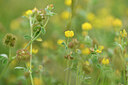 BUITEN BEELD Foto: 442572