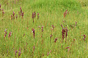BUITEN BEELD Foto: 442578