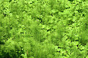 BUITEN BEELD Foto: 442583